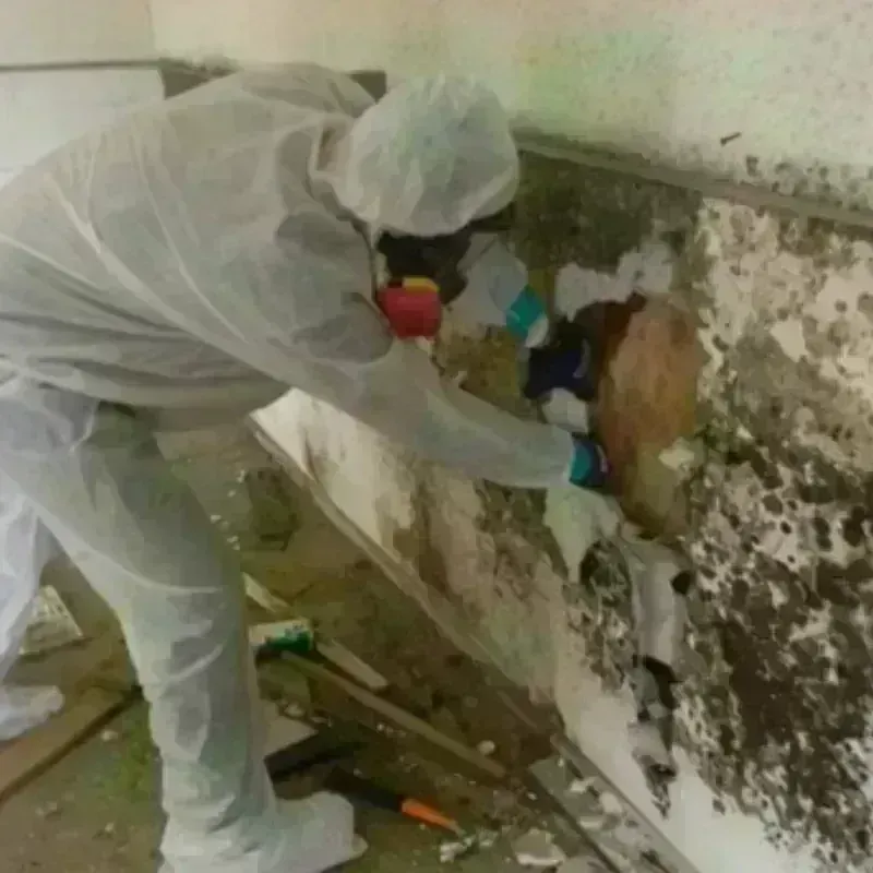 Mold Remediation and Removal in Claude, TX